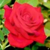Drop Dead Red™ Rose