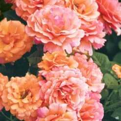 Easy Does It™ Rose