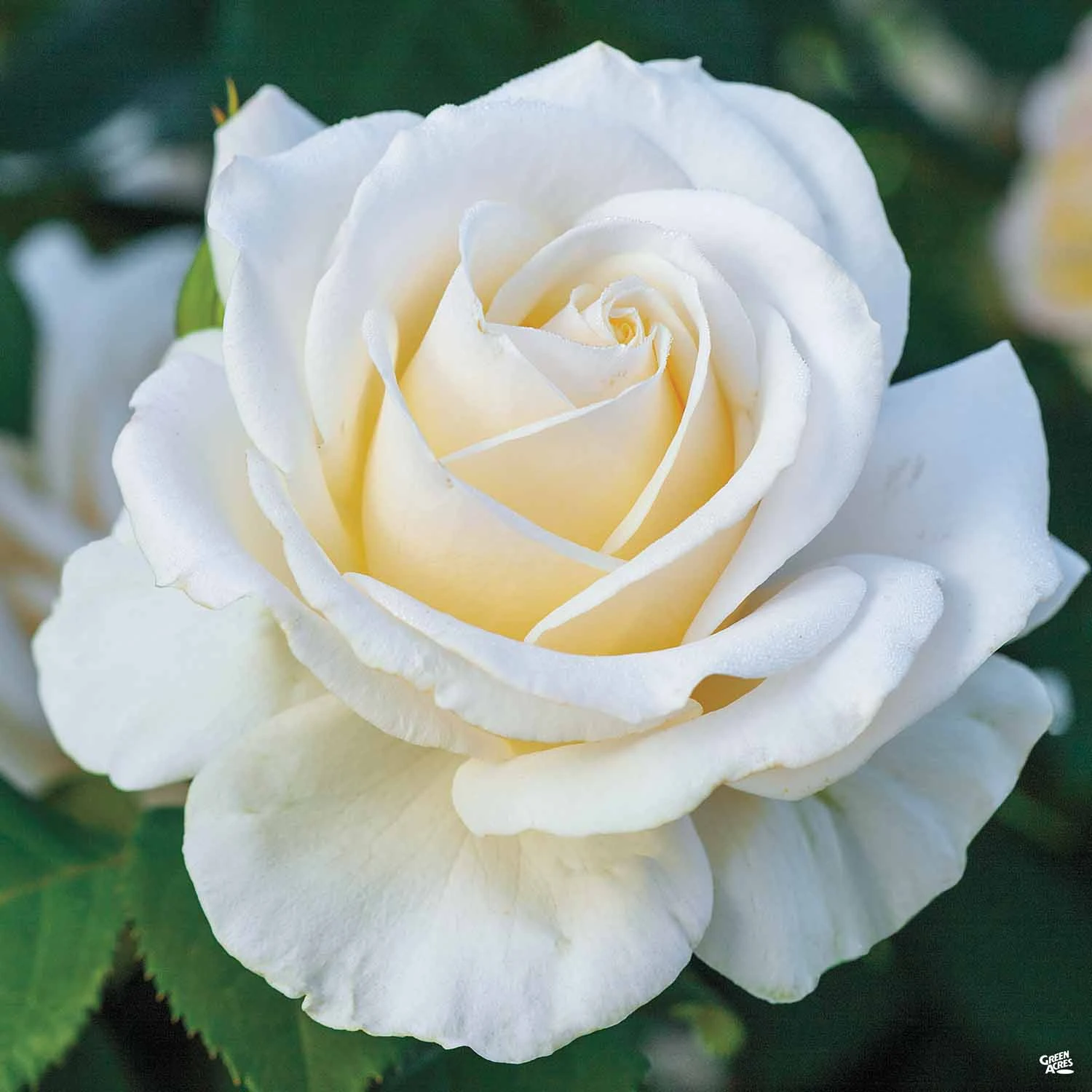 Easy Spirit™ Rose 1 Easy Spirit™ Rose