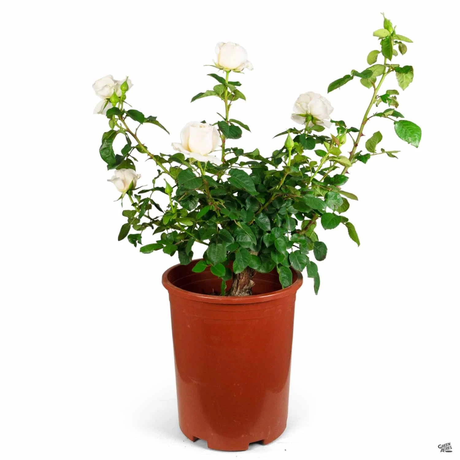 Easy Spirit™ Rose 3 Easy Spirit™ Rose - Image 3