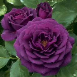 Ebb Tide™ Rose -Fresh Tree Shop Rosa Floribunda EbbTide