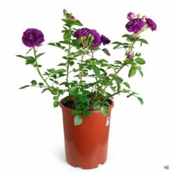 Ebb Tide™ Rose -Fresh Tree Shop Rosa Floribunda EbbTide 5gal fe5ad22c e9f2 41f9 9e78 0c2d8c384c38