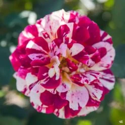 George Burns™ Rose