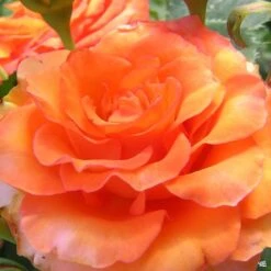 Rose 'Gingersnap' 8 Rose 'Gingersnap' -Fresh Tree Shop Rosa Floribunda Gingersnap
