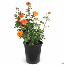 Rose 'Gingersnap' 11 Rose 'Gingersnap' -Fresh Tree Shop Rosa Floribunda Gingersnap 5gal 0cac23dc 6b7d 4029 8d2f a31c978d0550