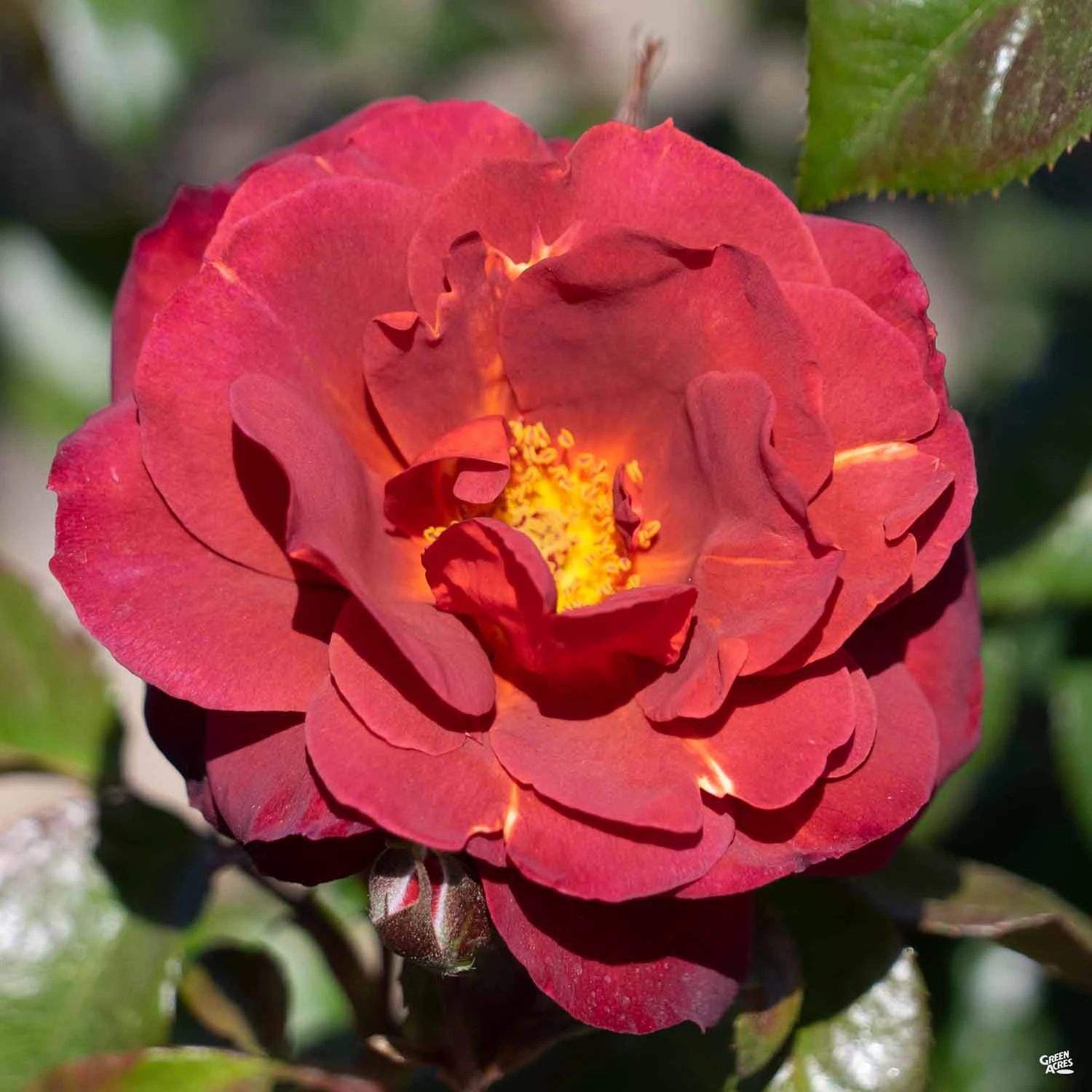 Hot Cocoa™ Rose 2 Hot Cocoa™ Rose - Image 2