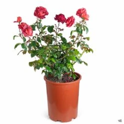 Hot Cocoa™ Rose 7 Hot Cocoa™ Rose -Fresh Tree Shop Rosa Floribunda HotCocoa 5gal cba5c104 3ddb 407d a1bf 33d4357ae413