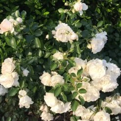 Rose 'Iceberg' -Fresh Tree Shop Rosa Floribunda Iceberg2