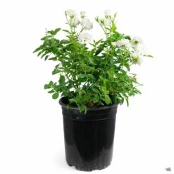 Rose 'Iceberg' -Fresh Tree Shop Rosa Floribunda Iceberg 5gal