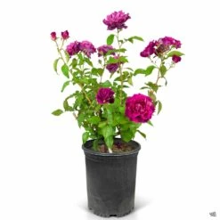 Rose 'Intrigue' 7 Rose 'Intrigue' -Fresh Tree Shop Rosa Floribunda Intrigue 5gal