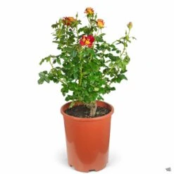Ketchup & Mustard™ Rose -Fresh Tree Shop Rosa Floribunda KetchupAndMustard 5gal e7af0f53 ae20 4a91 b989 cd033faebc08