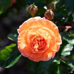 Mango Veranda® Rose