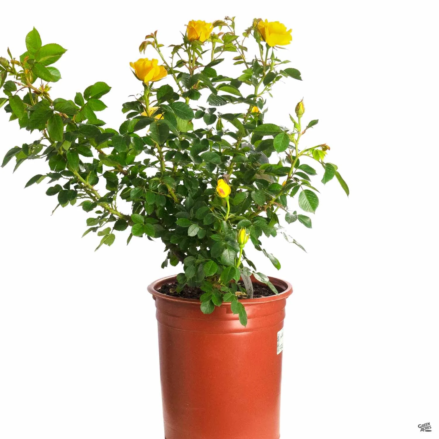 Shockwave™ Rose 2 Shockwave™ Rose - Image 2