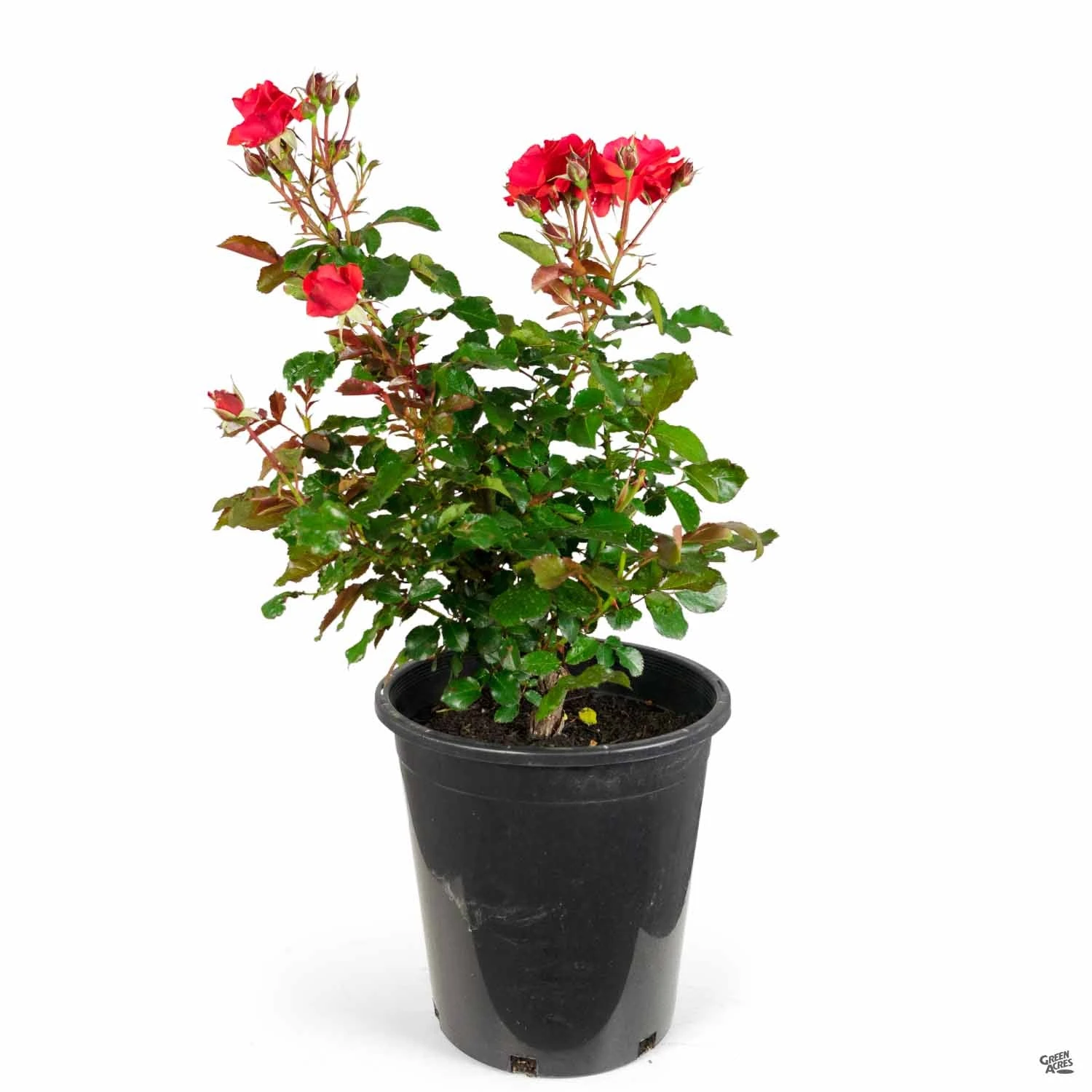 Rose 'Trumpeter' 4 Rose 'Trumpeter' - Image 4