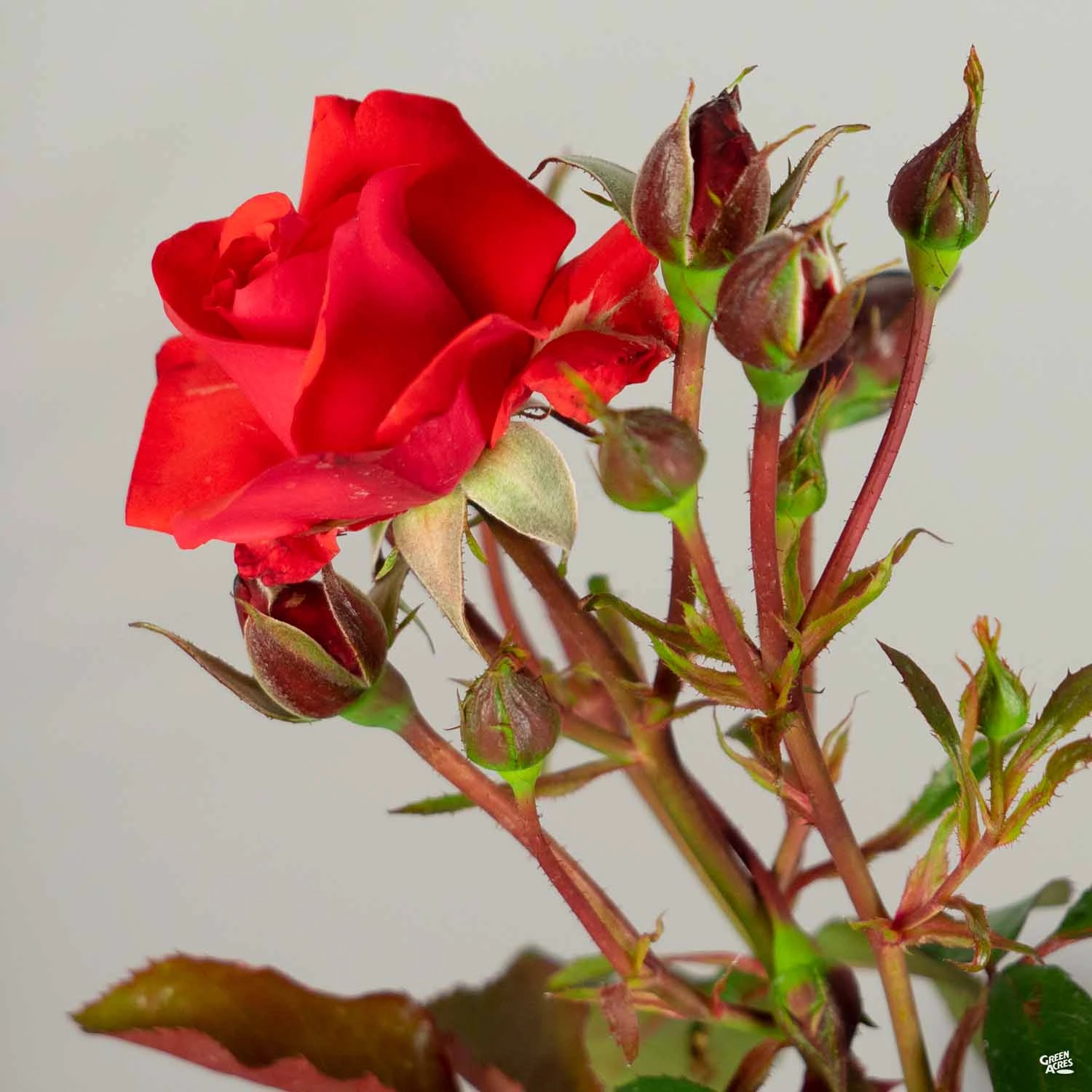 Rose 'Trumpeter' 2 Rose 'Trumpeter' - Image 2