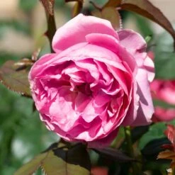 All Dressed Up™ Rose