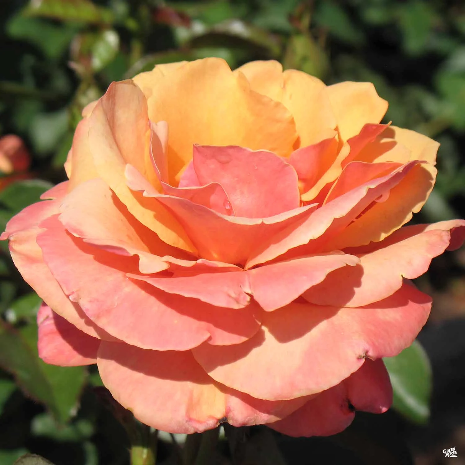 Anna's Promise® Rose 1 Anna's Promise® Rose