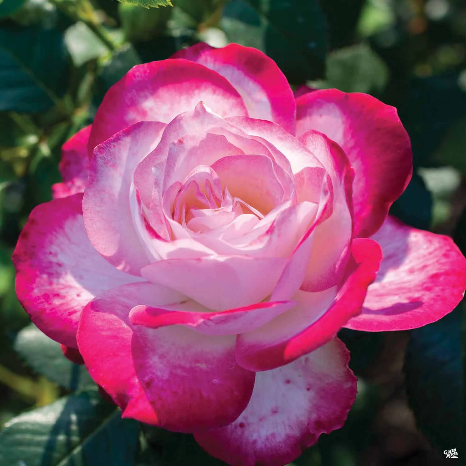 Cherry Parfait™ Rose 1 Cherry Parfait™ Rose
