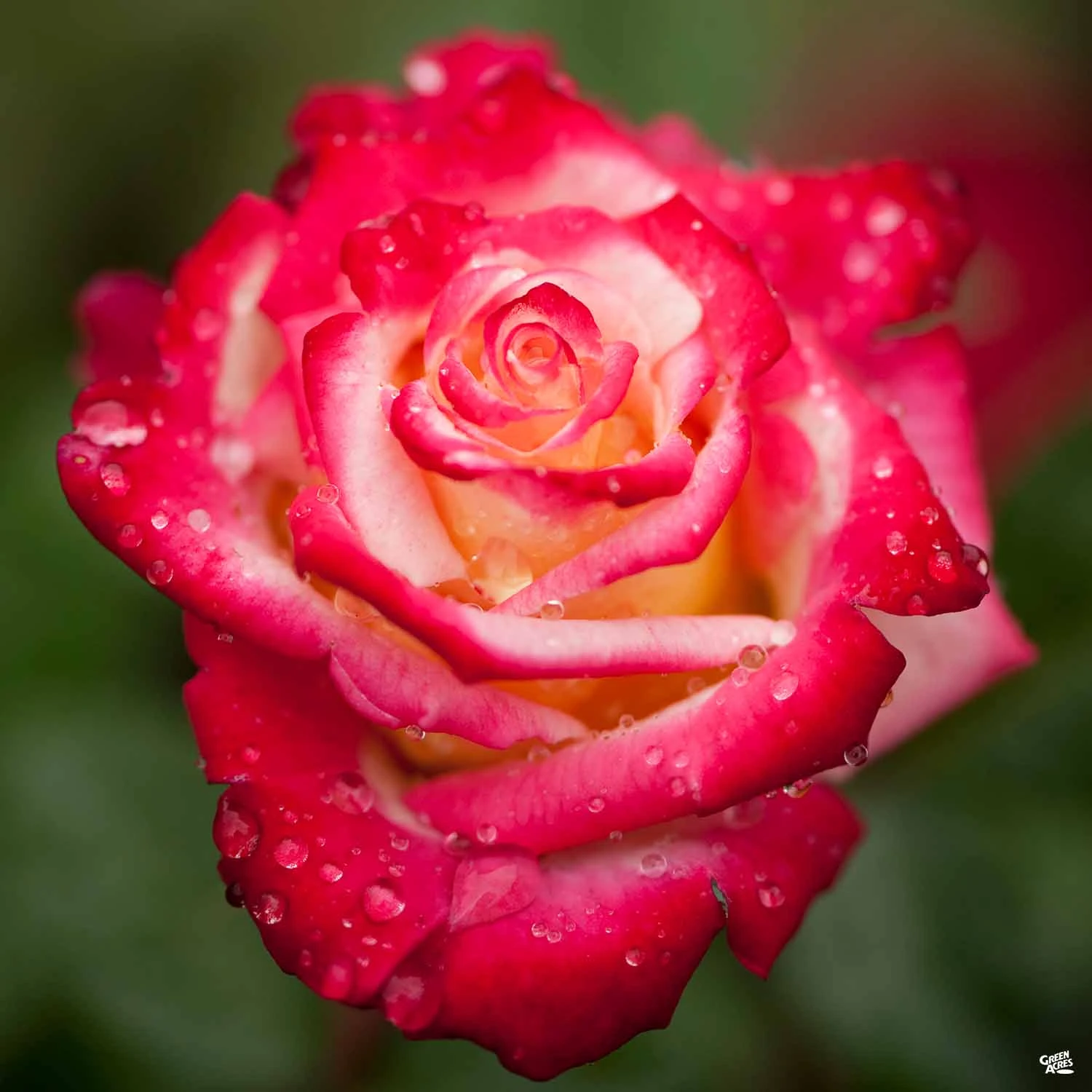 Rose 'Dick Clark' 2 Rose 'Dick Clark' - Image 2