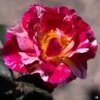 Rose 'Dick Clark'