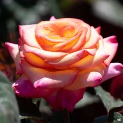 Fresh Tree Shop -Fresh Tree Shop Rosa Grandiflora DreamComeTrue2