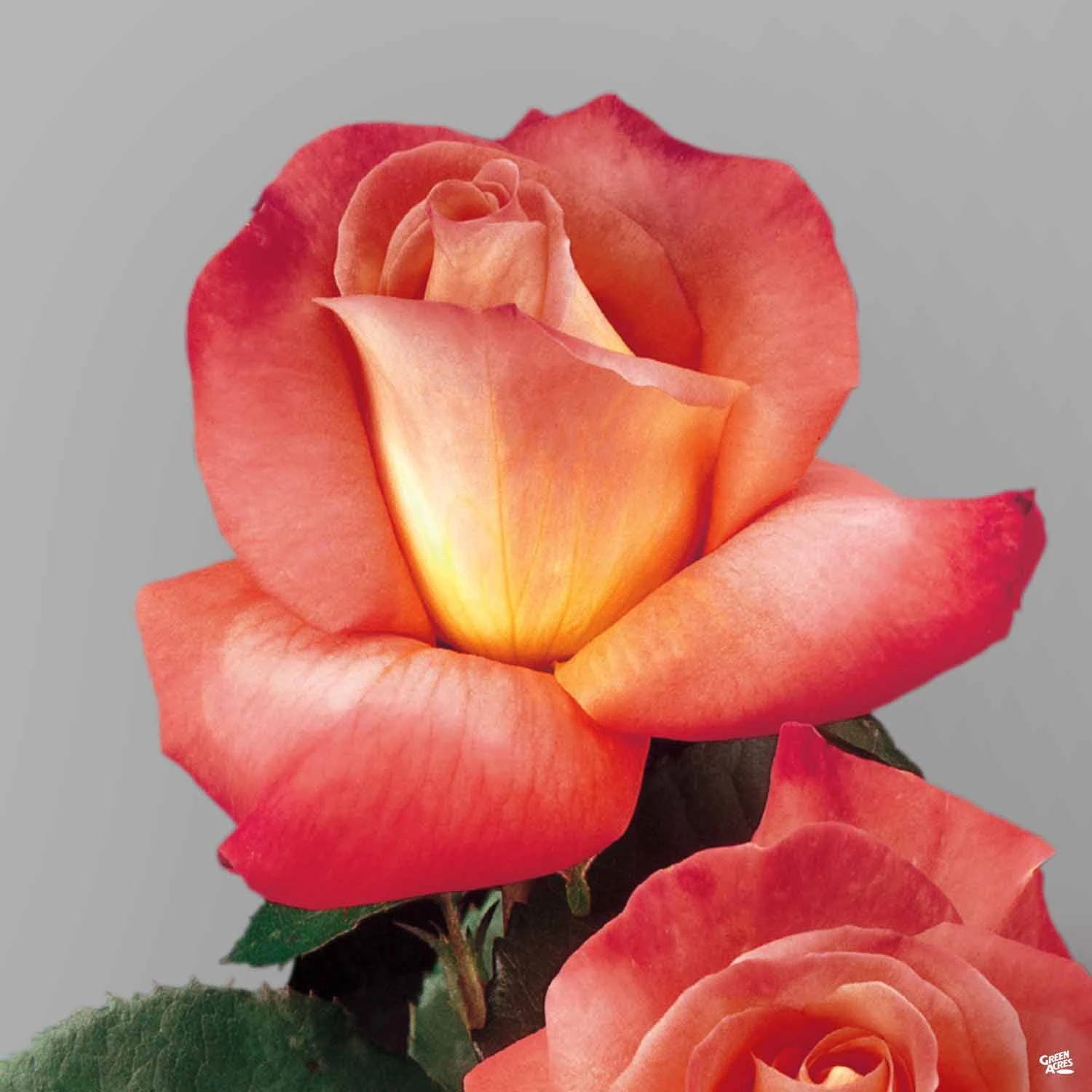 Octoberfest™ Rose 1 Octoberfest™ Rose