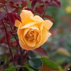 Strike It Rich® Rose -Fresh Tree Shop Rosa Grandiflora StrikeItRich03