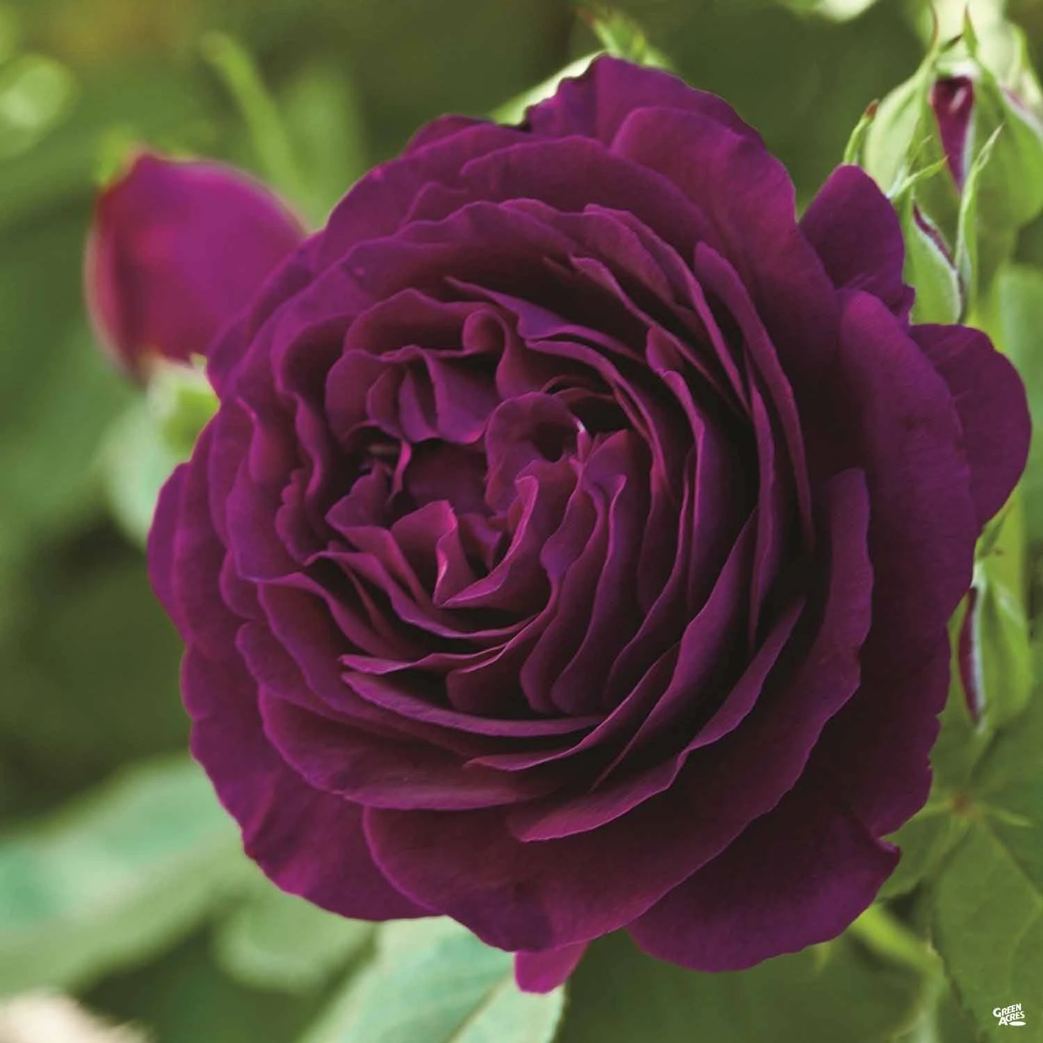 Rose 'Twilight Zone' 1 Rose 'Twilight Zone'