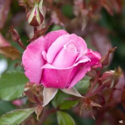 Fresh Tree Shop -Fresh Tree Shop Rosa HybridTea BarbaraStreisand3