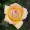 Centennial Star® Rose