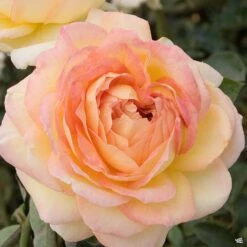 Centennial Star® Rose -Fresh Tree Shop Rosa HybridTea Centennial 01
