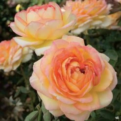 Centennial Star® Rose -Fresh Tree Shop Rosa HybridTea Centennial 02