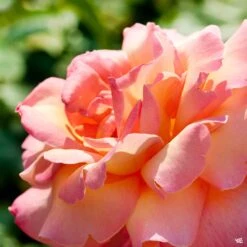 Chicago Peace® Rose -Fresh Tree Shop Rosa HybridTea ChicagoPeace2