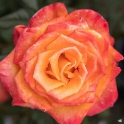 Rose 'Chris Evert'