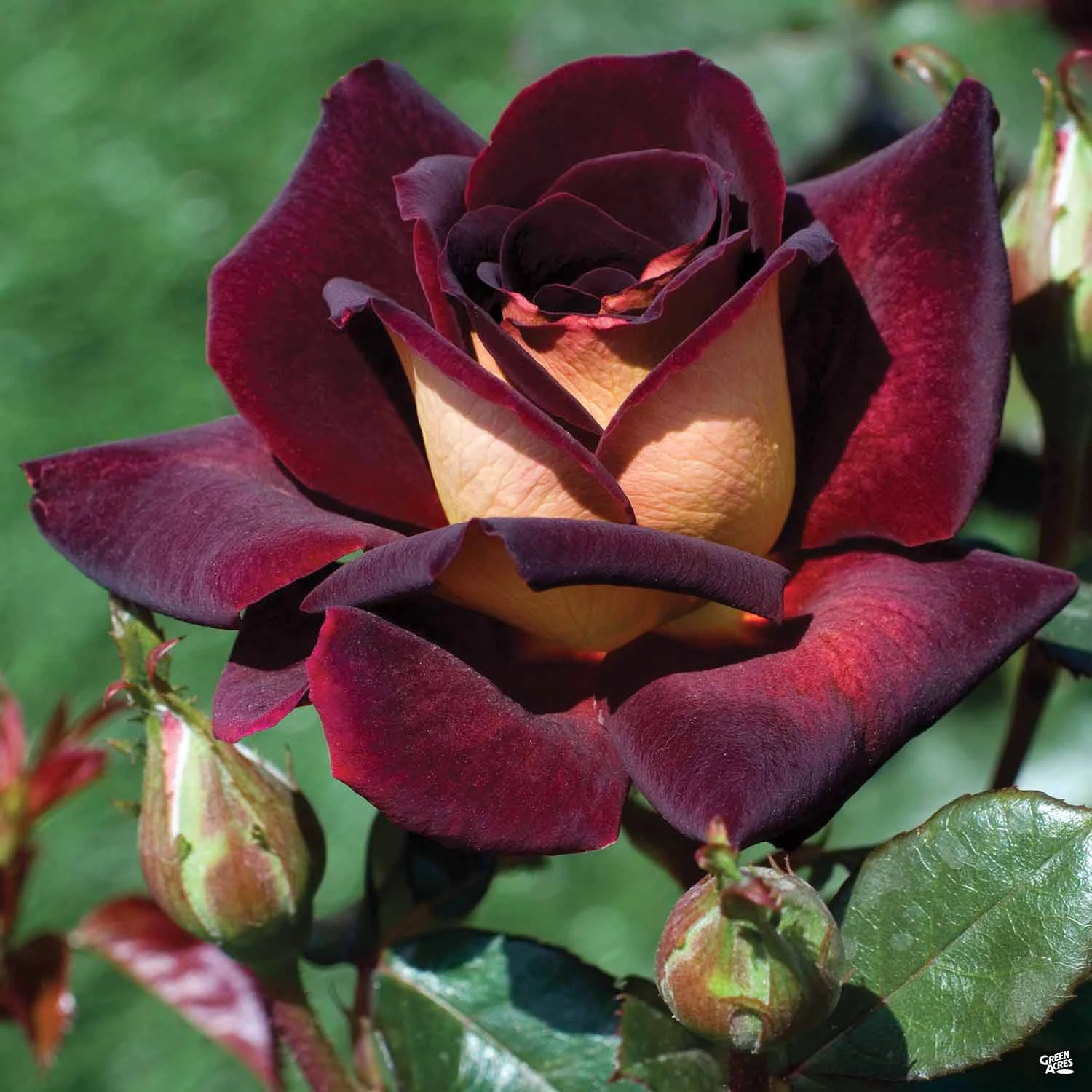 Dark Night™ Rose 2 Dark Night™ Rose - Image 2