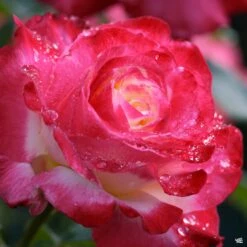 Rose 'Elizabeth Taylor'