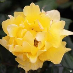 Rose 'Henry Fonda'