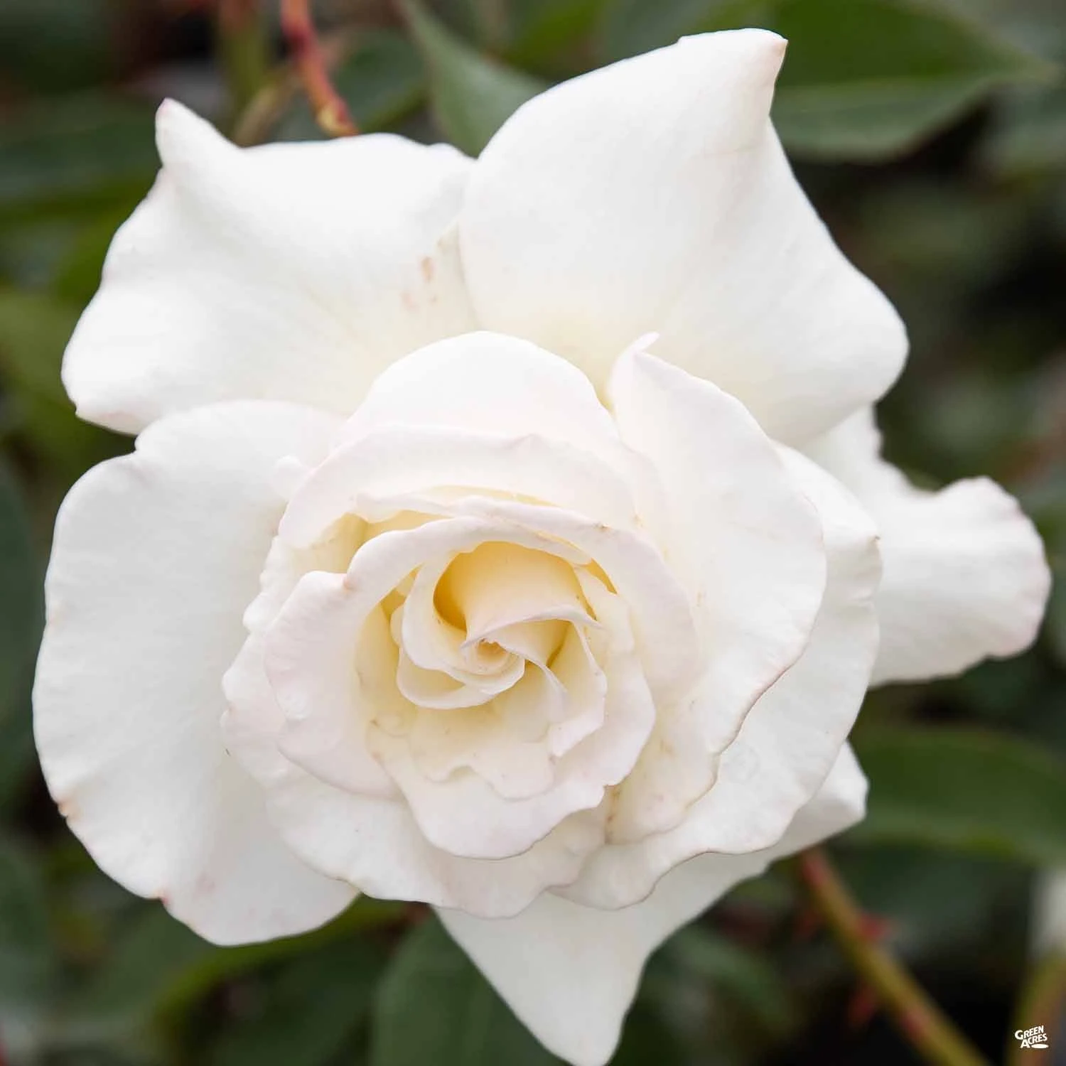 Rose 'John F. Kennedy' 1 Rose 'John F. Kennedy'