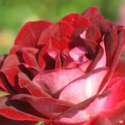 Rose 'Love At First Sight'