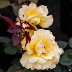 Midas Touch™ Rose