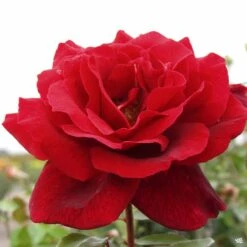 Rose 'Mister Lincoln' 7 Rose 'Mister Lincoln' -Fresh Tree Shop Rosa HybridTea MrLincoln