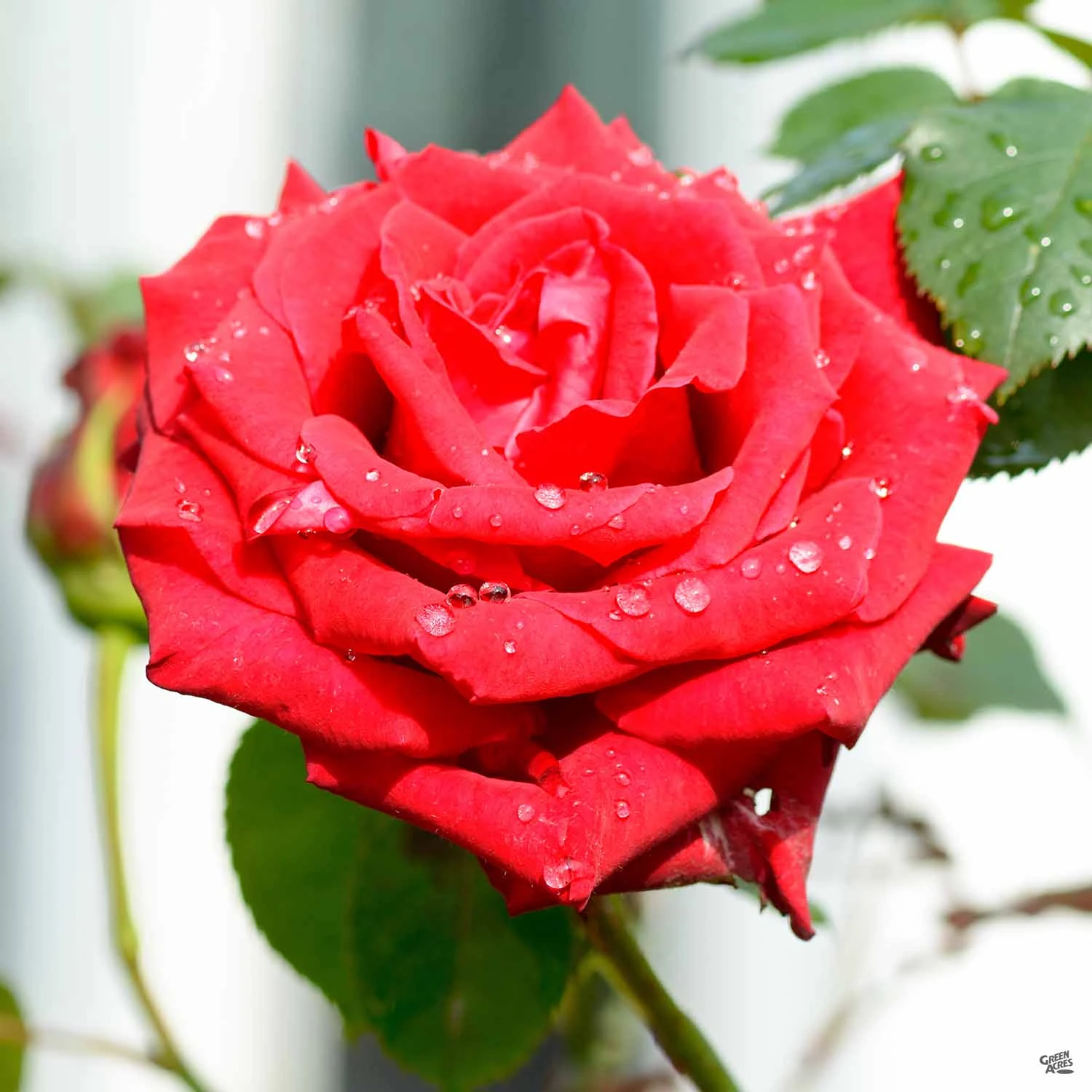 Rose 'Mister Lincoln' 2 Rose 'Mister Lincoln' - Image 2