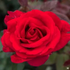 Rose 'Mister Lincoln'