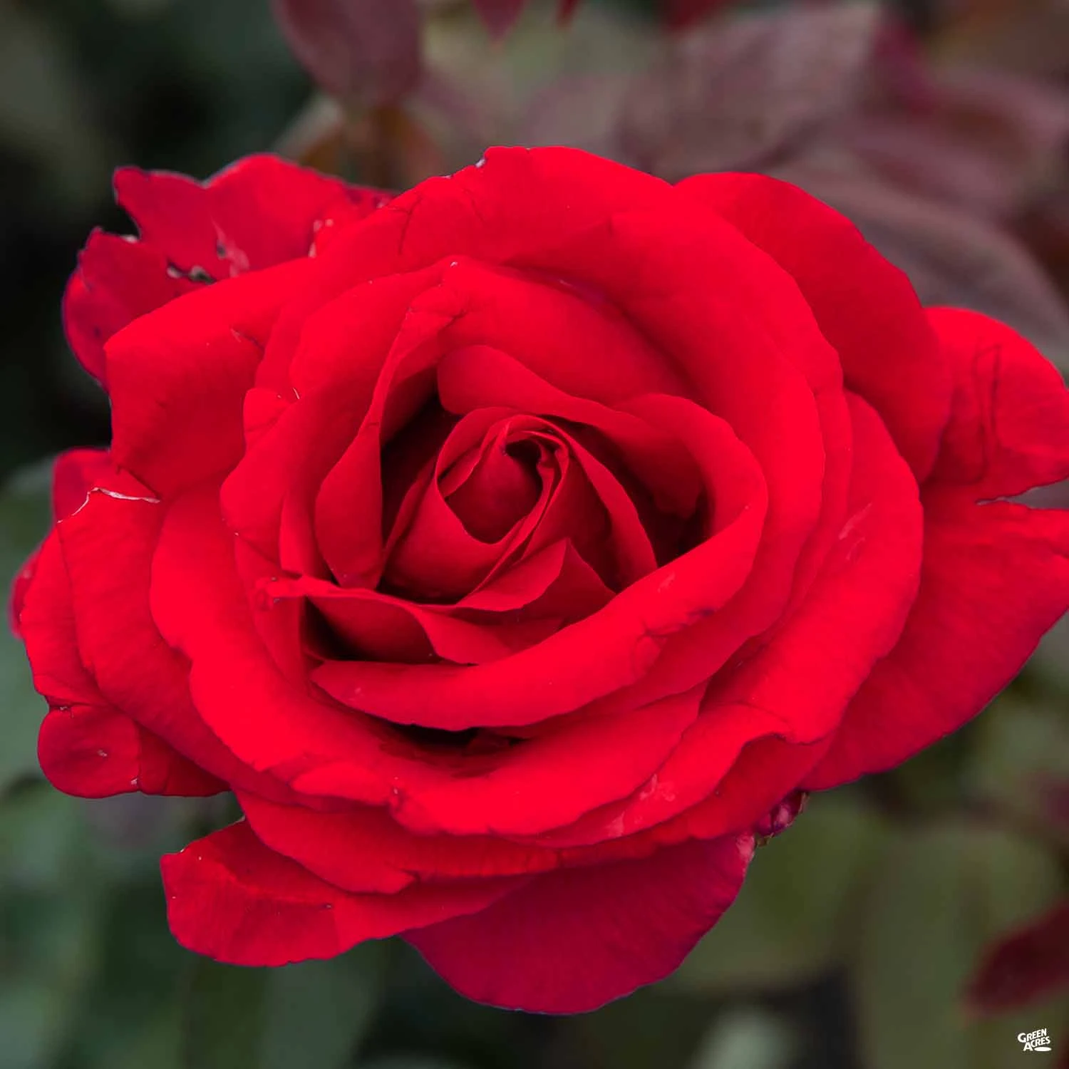 Rose 'Mister Lincoln' 1 Rose 'Mister Lincoln'