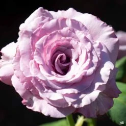 Neptune™ Rose