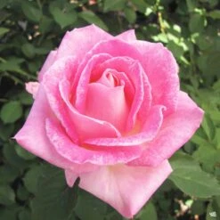 Painted Porcelain™ Rose