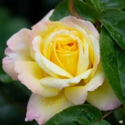 Rose 'Peace' -Fresh Tree Shop Rosa HybridTea PeaceRose2
