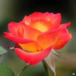 Rose 'Perfect Moment'