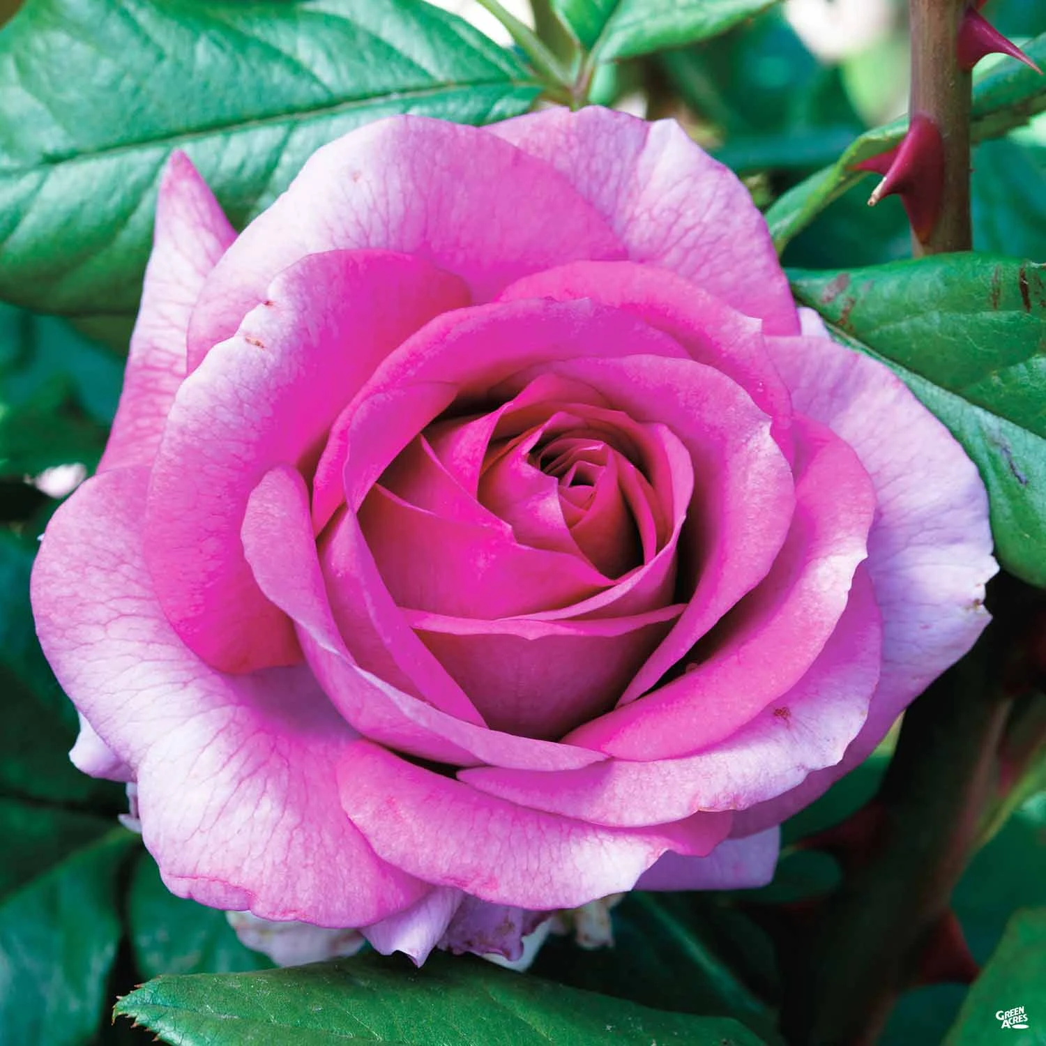 Perfume Factory™ Rose 1 Perfume Factory™ Rose