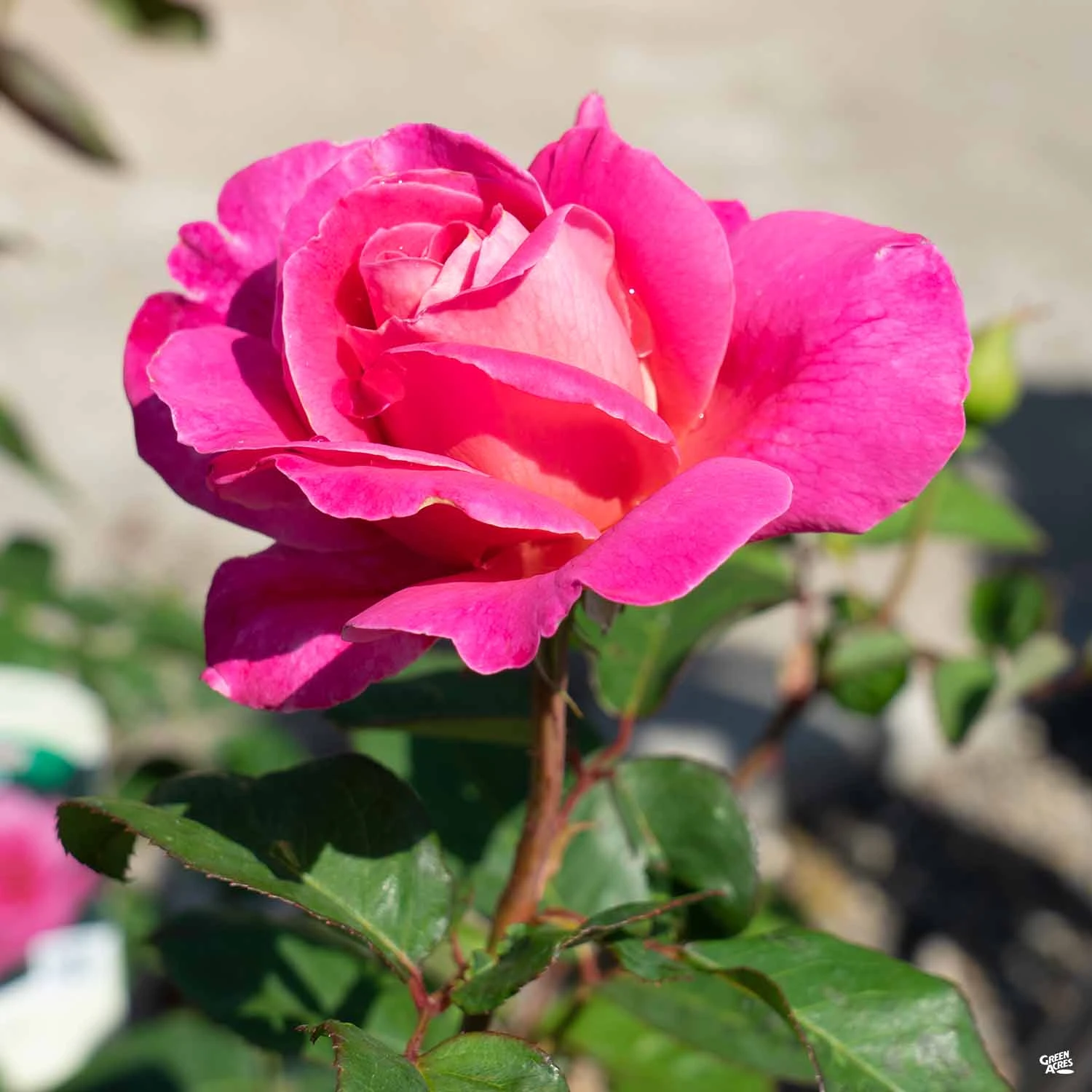 Rose 'Pink Peace' 1 Rose 'Pink Peace'